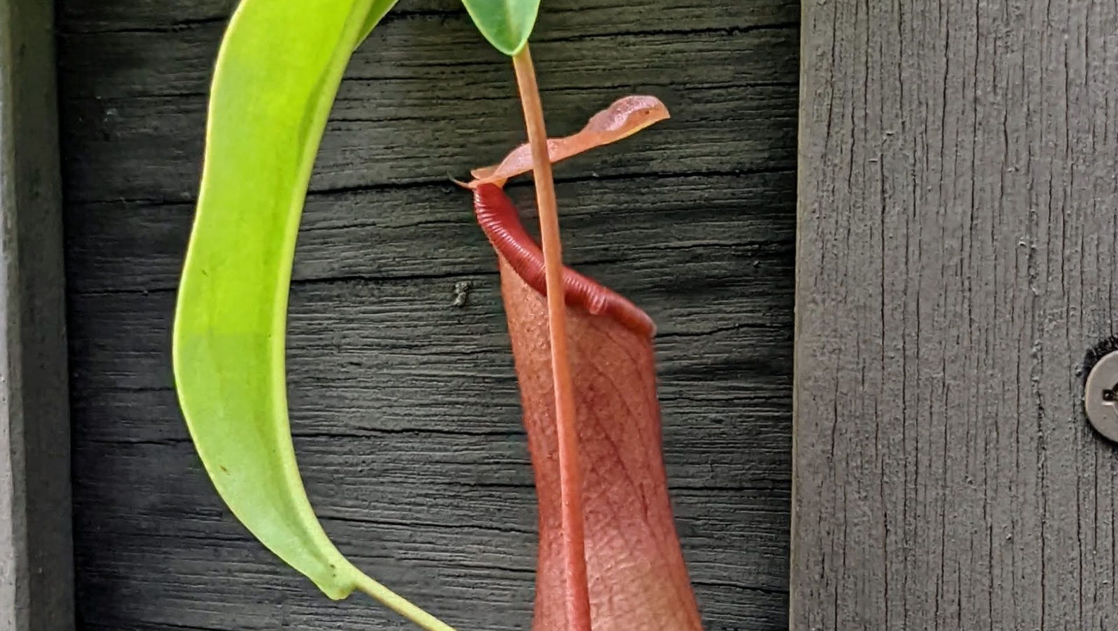 meat eating, pitcher plant