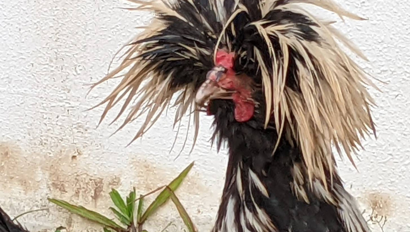 .. look! ... who's got a 'bad' hair-do kinda day!?