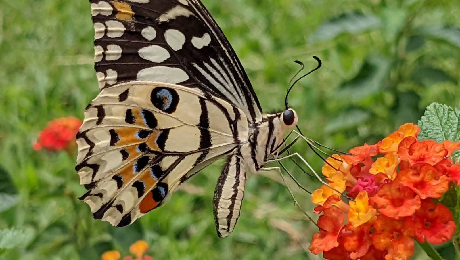 ... the lime butterfly (papilio demoleus)