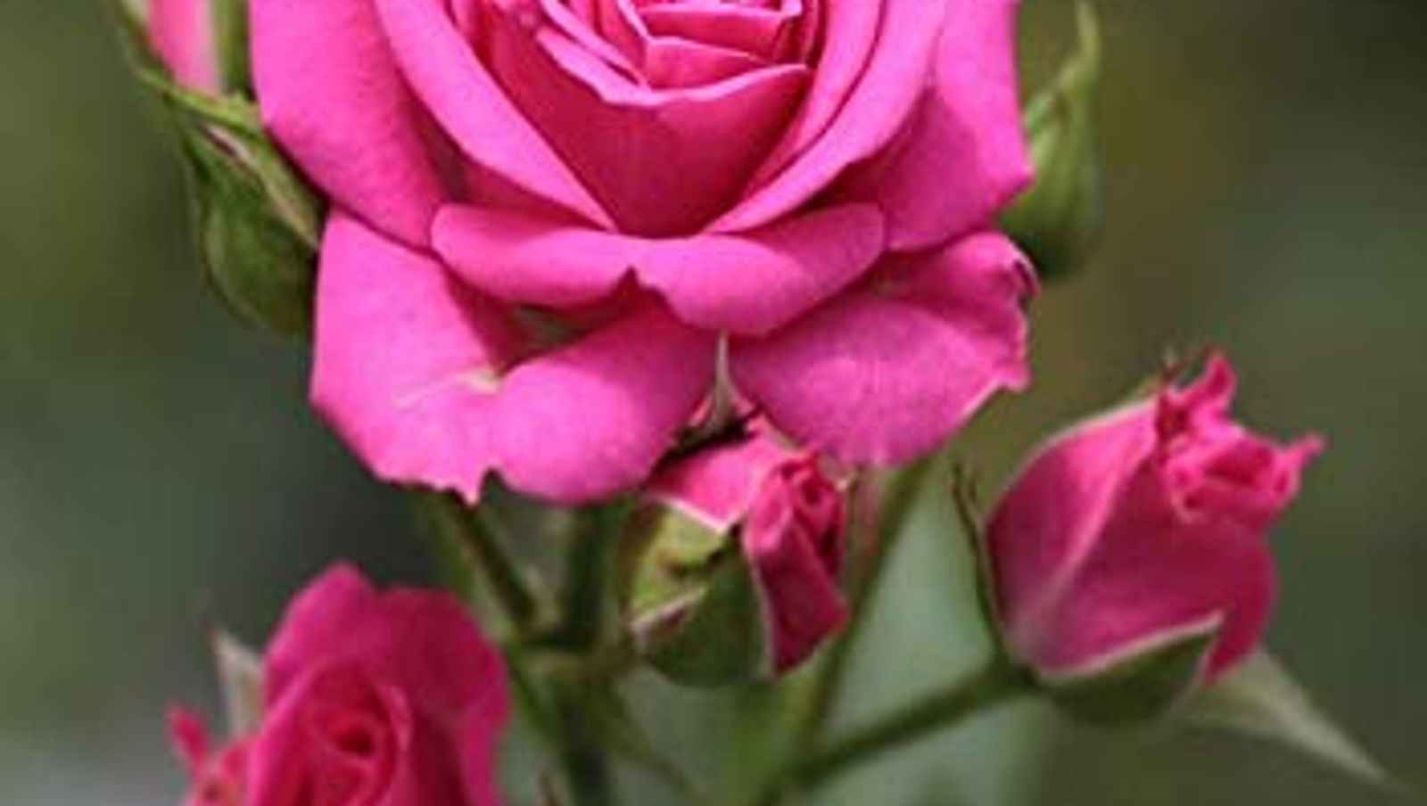 the rose.