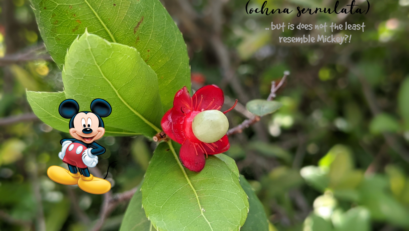 Mickey Mouse bush.. but there is hardly a resemblance.