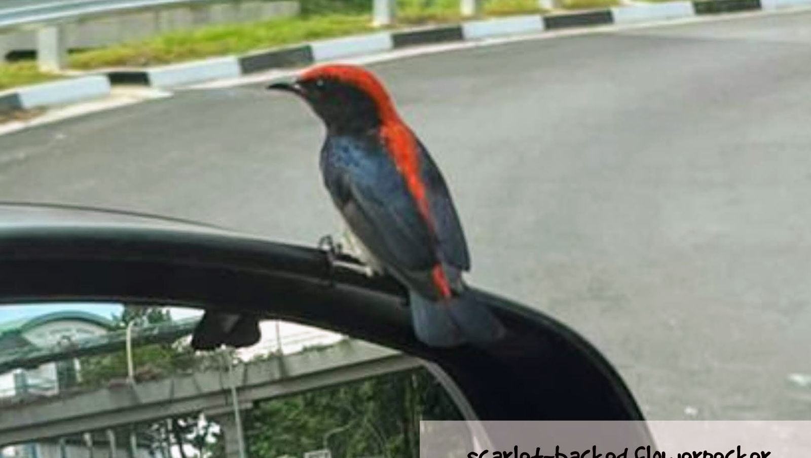a visitor, of all places whilst in a traffic queue