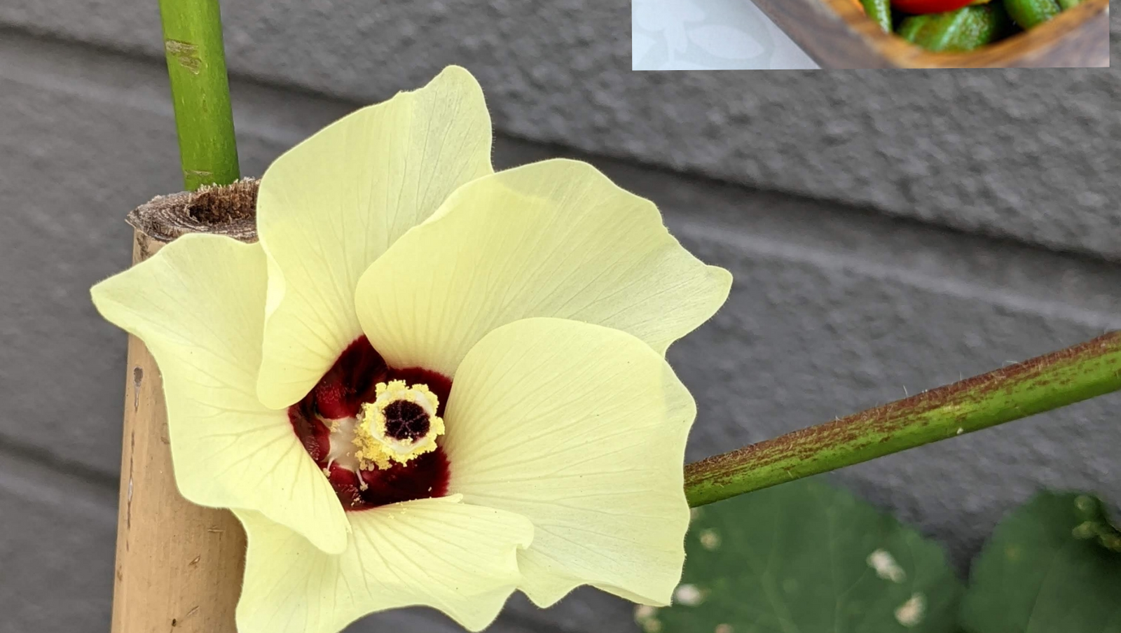 .. delightful okra flower in full bloom!
