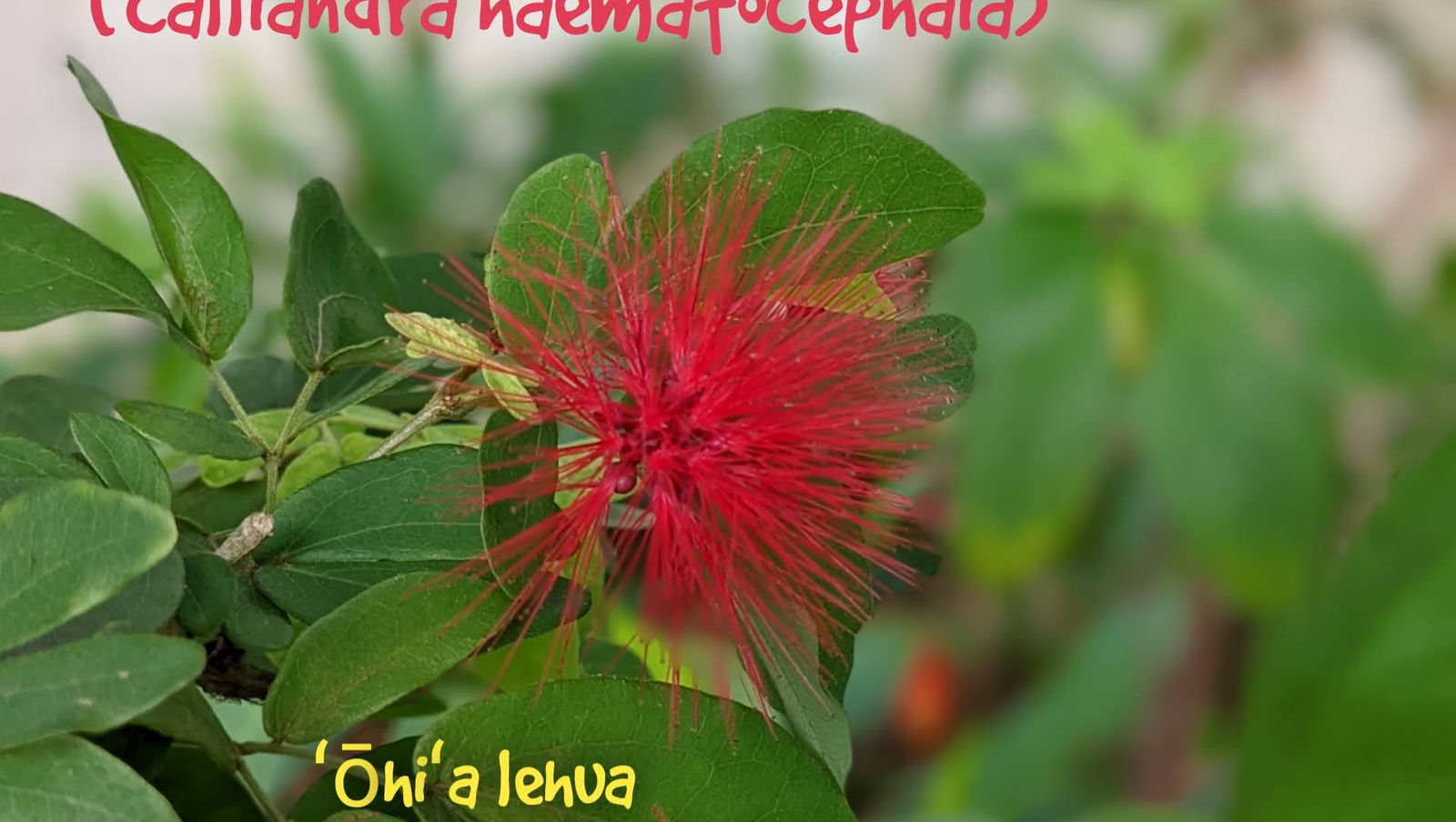 .. red powder puffs.