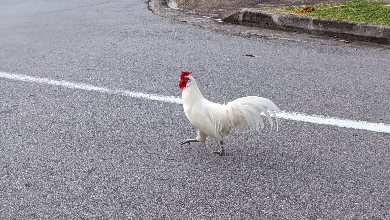 why did the chicken cross the road?