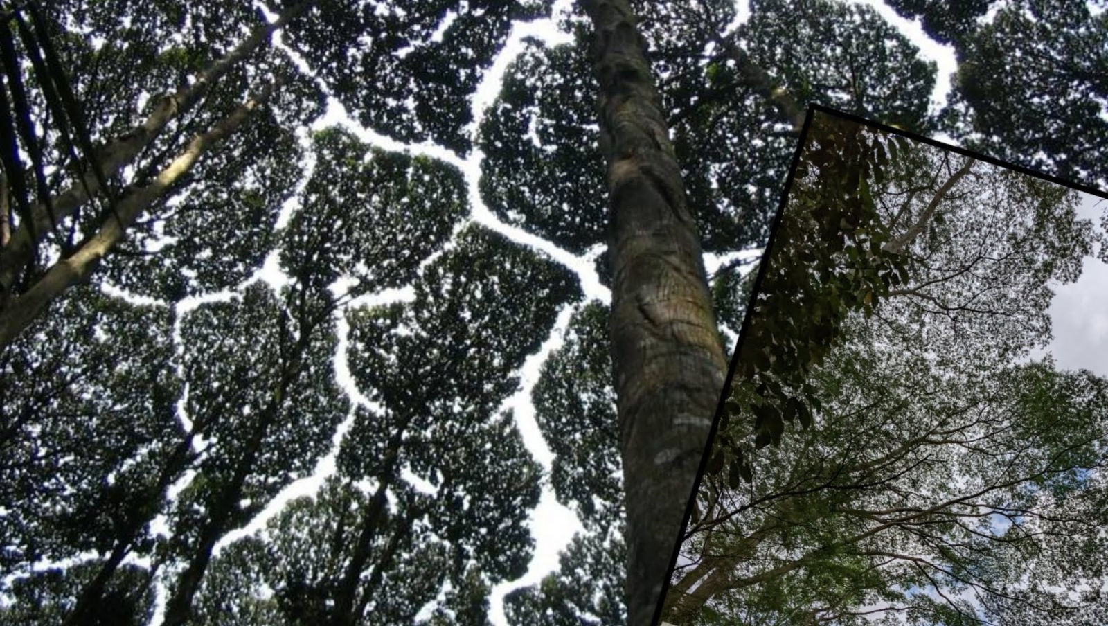 even trees/plants socially distance
