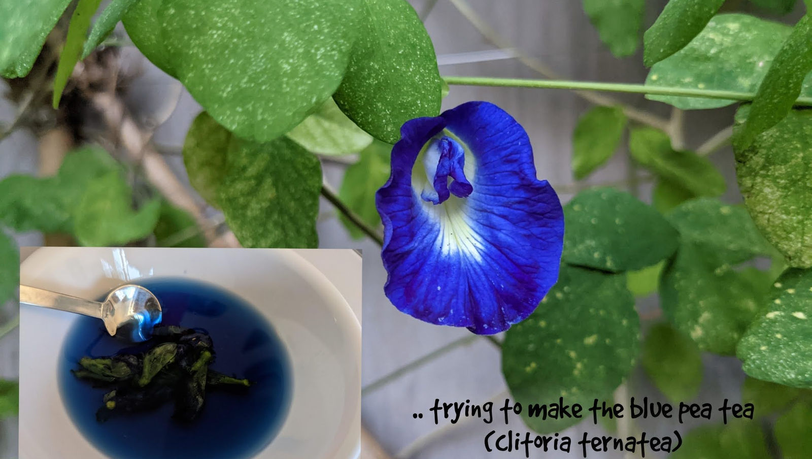.. many uses for the blue pea (blue bell vine) flower