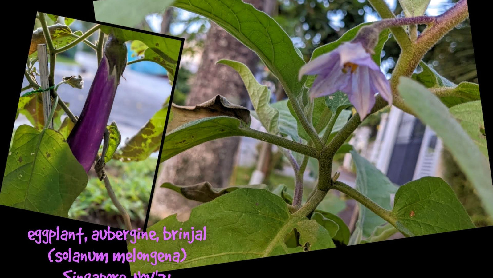 aubergine, eggplant or brinjal
