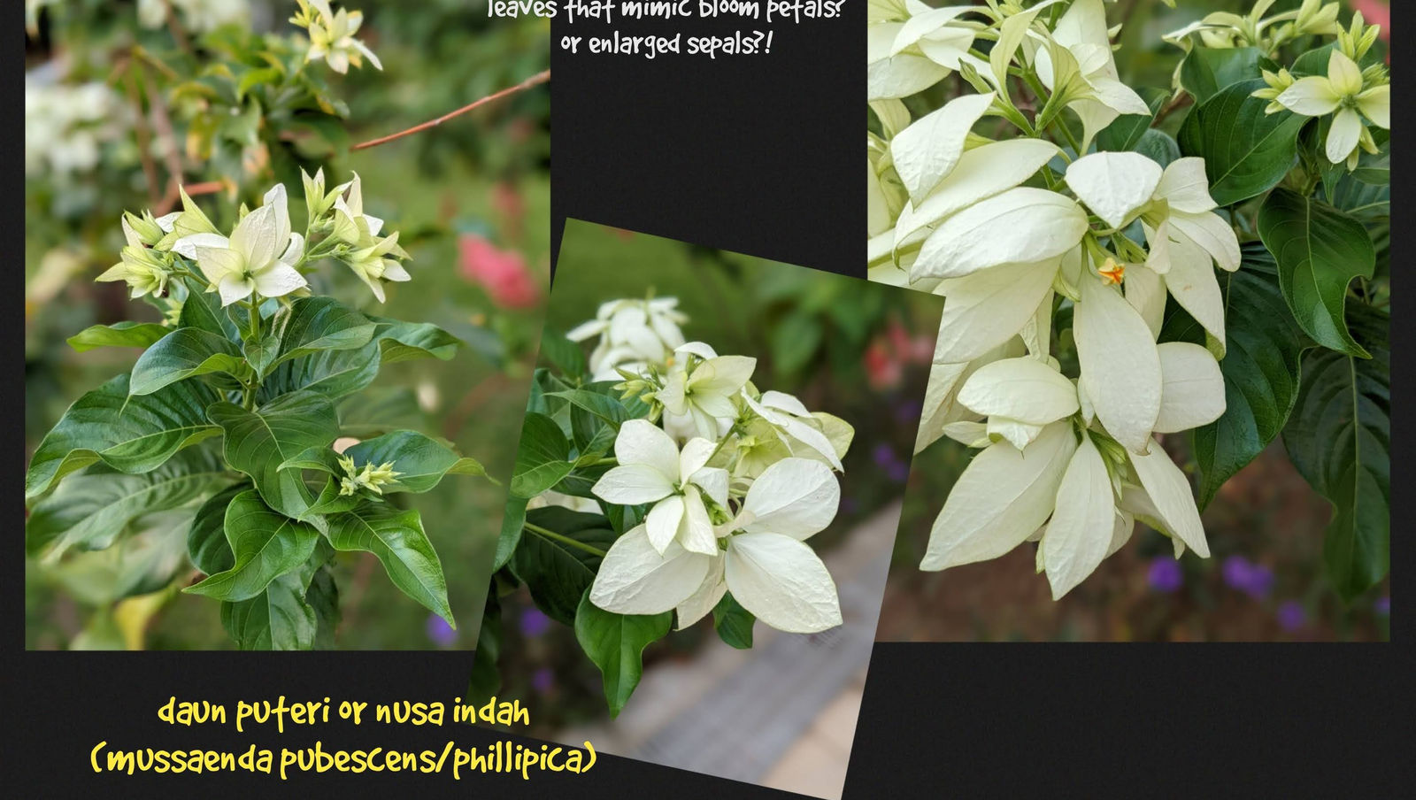 .. plant's parts, working as a team