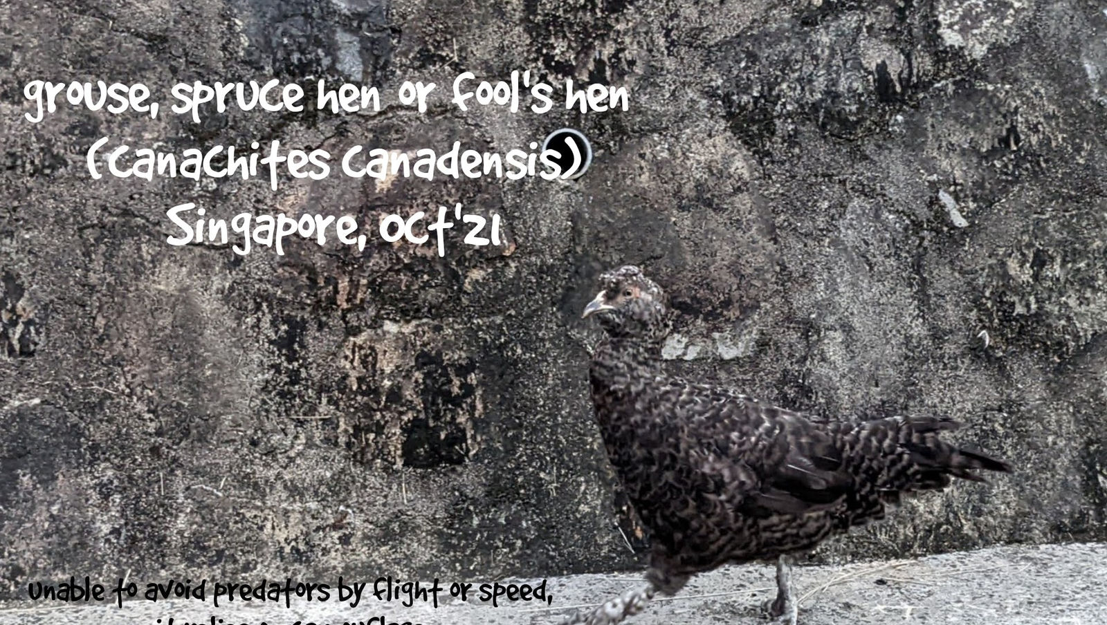 Grouse.  Not Chicken.