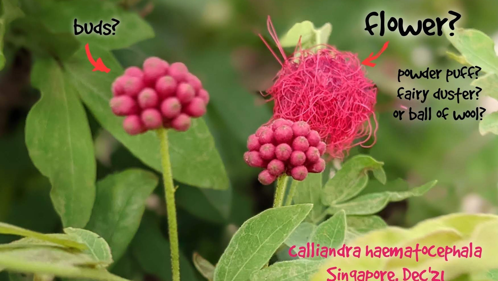 ball of red wool? or powder puff?