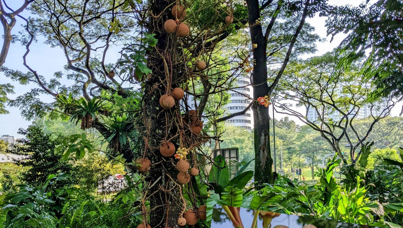 .. the awesome cannonball - growing on a tree.
