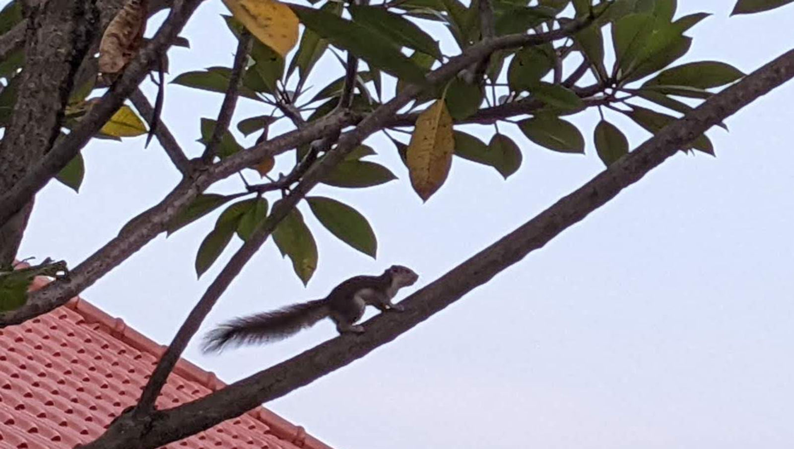 .. another day, another 'nut'?